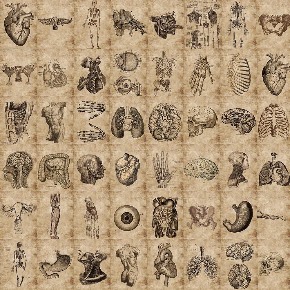 10/26/56 Pieces Anatomy & Physiology Human Skeleton Horror Stickers Body Structure Decals Waterproof for Guitar, Luggage, and Laptops (Parallel Import)