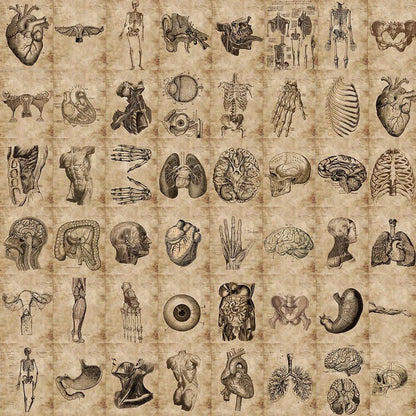 10/26/56 Pieces Anatomy &amp; Physiology Human Skeleton Horror Stickers Body Structure Decals Waterproof for Guitar, Luggage, and Laptops (Parallel Import)